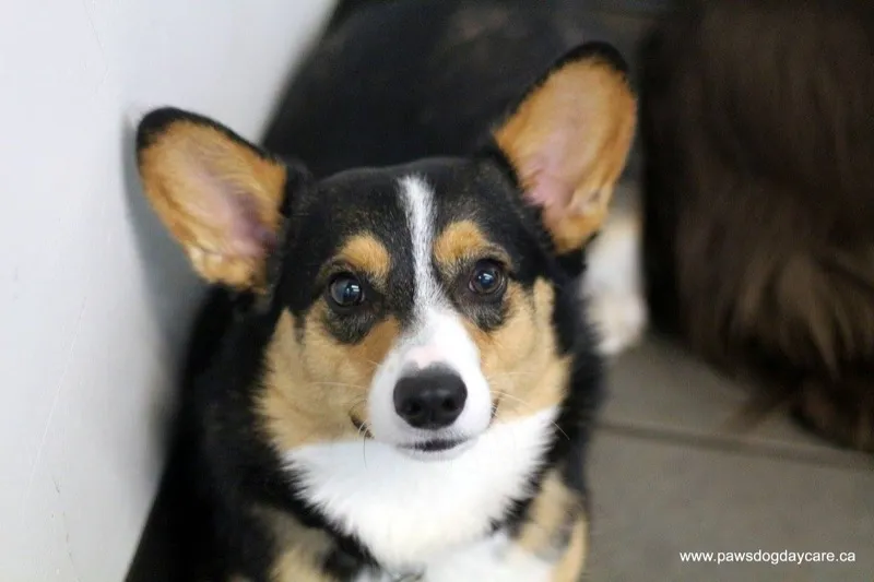 Corgi puppy at PAWS Dog Daycare Calgary