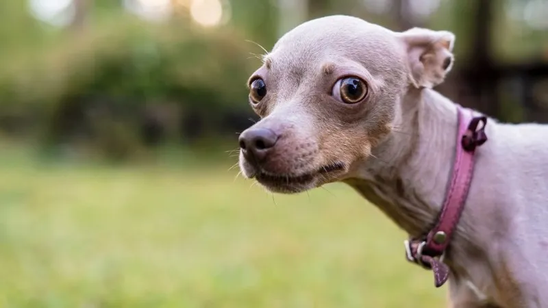 Small dog during a calm, patient grooming assessment at PAWS