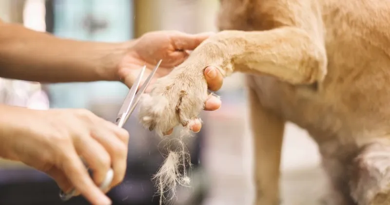 Groomer carefully trimming a dog's paw with scissors