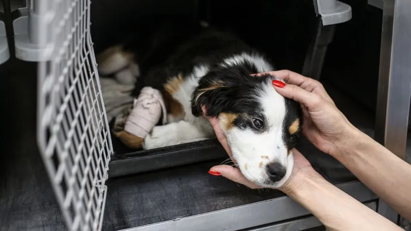 Rescued puppy being comforted by a gentle hand during grooming