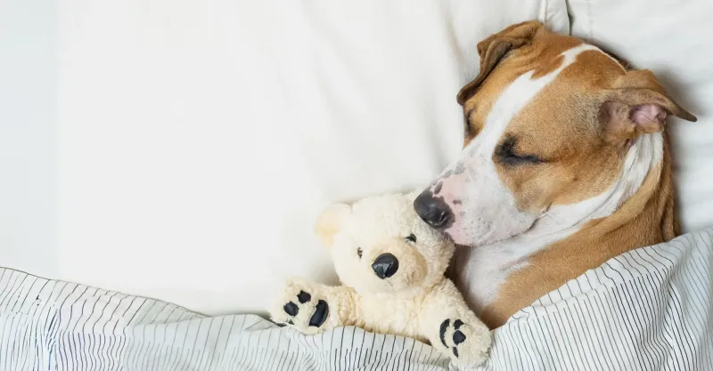 PAWS Pro pet sitter with dog in a comfortable home setting