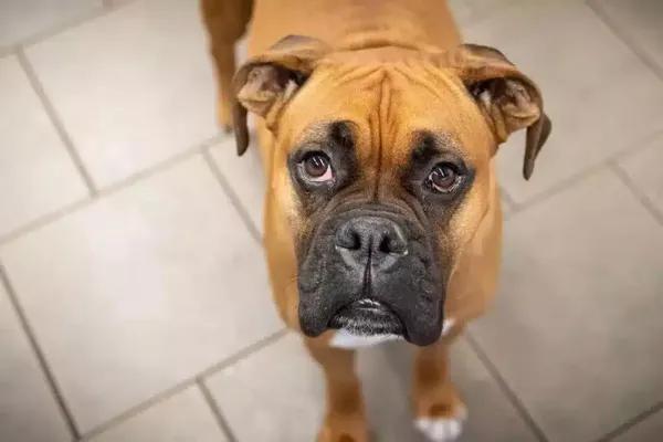 Dogs playing freely in supervised small playgroups at PAWS Dog Daycare