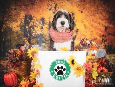 Autumn themed pet photography at PAWS Calgary