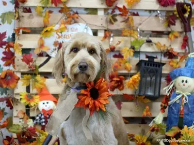 Fall themed dog photo shoot at PAWS Calgary
