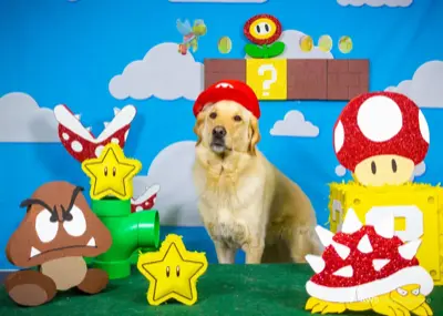 Super Mario themed dog photo shoot at PAWS Calgary