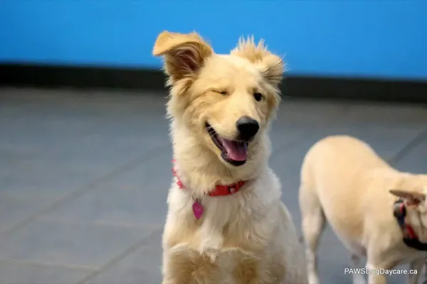Dog being welcomed at PAWS Dog Daycare