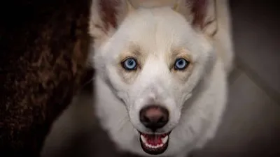 Dog settling in at PAWS Dog Daycare on their first day