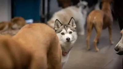 Happy dog after first day at PAWS Dog Daycare Calgary