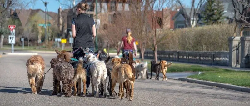 PAWS Dog Daycare pack walk through Calgary