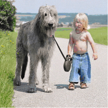 dog years 6 years old