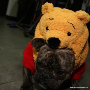 Dog Winnie The Pooh Halloween Costume