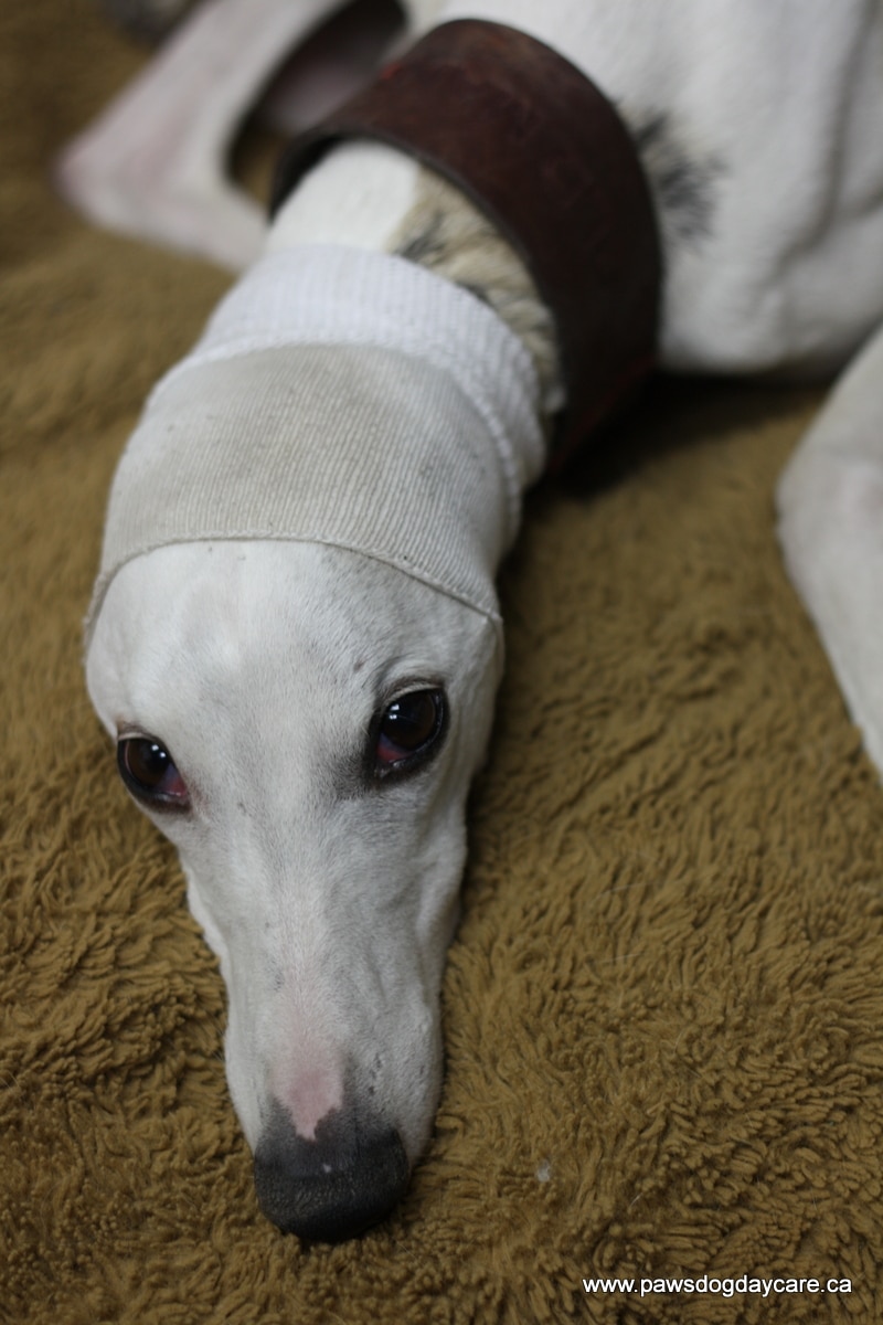 DIY Doggy Ear Warmers Calgary Dog Daycare, Training DIY Doggy Ear Warmers Calgary Dog Daycare, Training