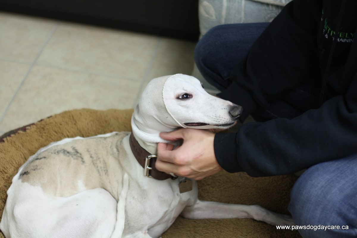 DIY Doggy Ear Warmers Calgary Dog Daycare, Training, Grooming