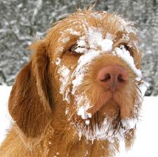 Winter Care - Calgary Dog Daycare, Training, Grooming