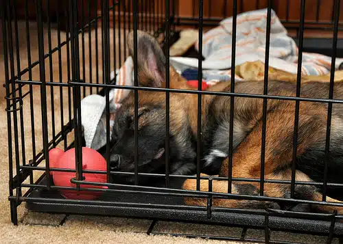 crate training puppy