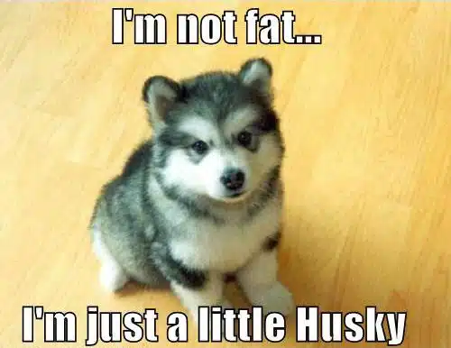 I'm not fat ... just a little husky