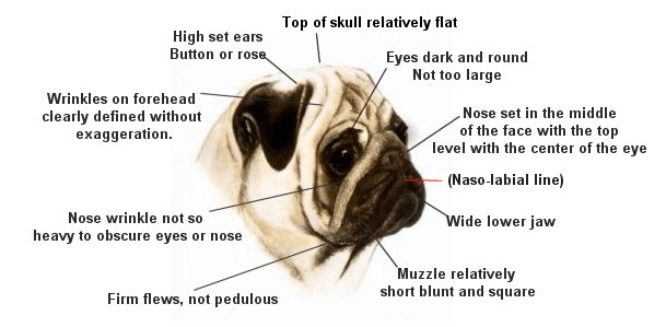 PUG - Breed Spotlight - PAWS Dog Daycare