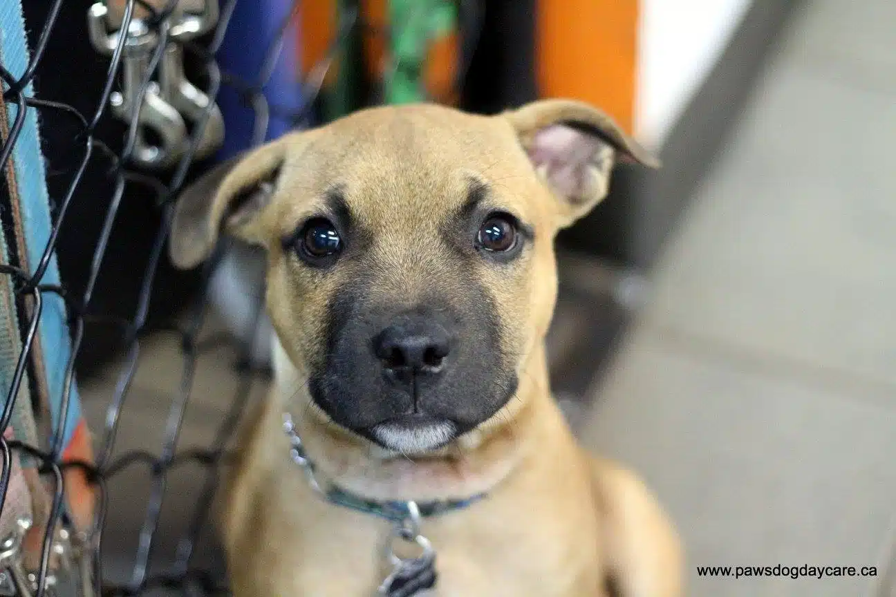 Grooming Puppy Program PAWS Dog Daycare Calgary