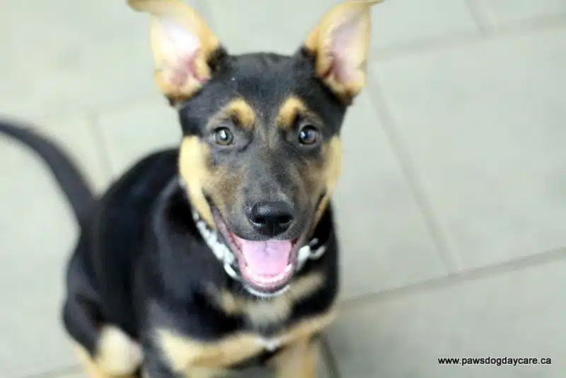 Grooming Puppy Program PAWS Dog Daycare Calgary