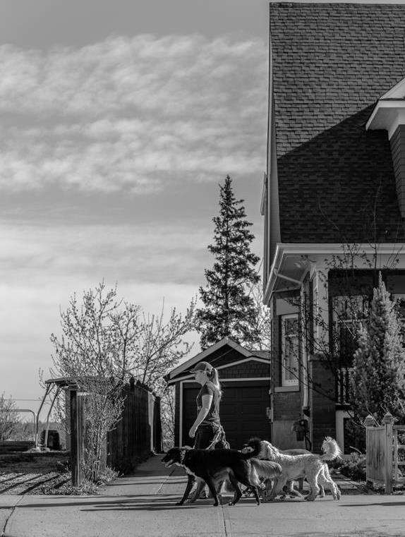 Dog Walks PAWS Dog Daycare Calgary