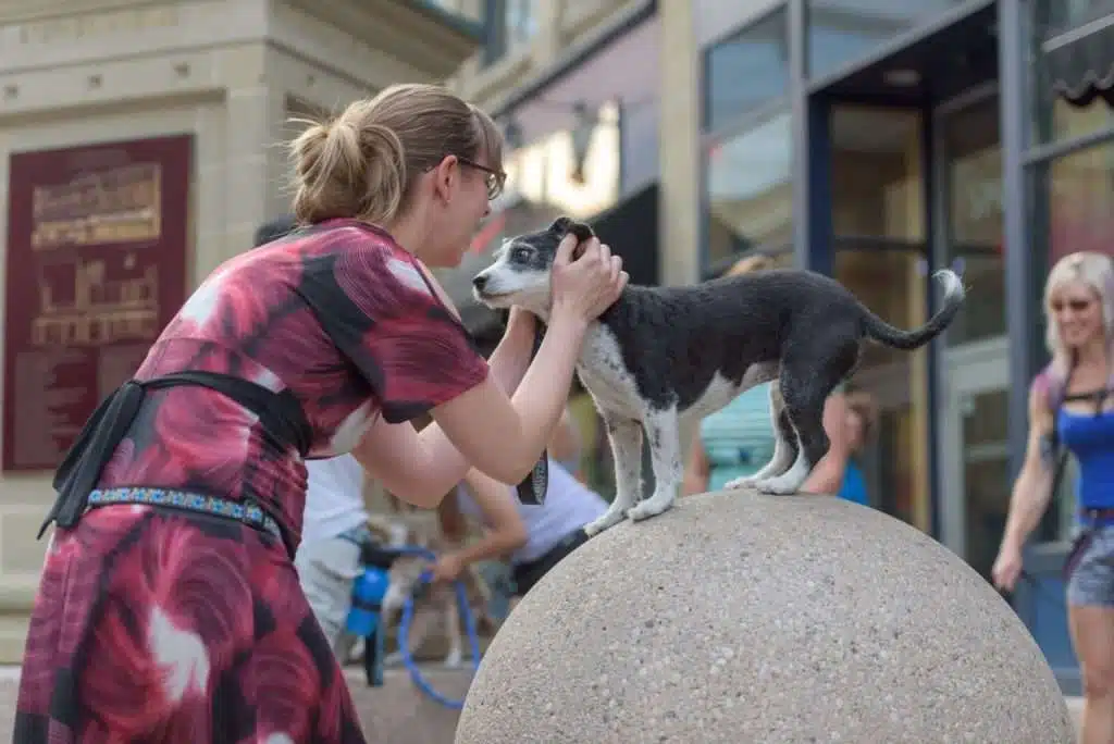 Dog Training PAWS Dog Daycare Calgary