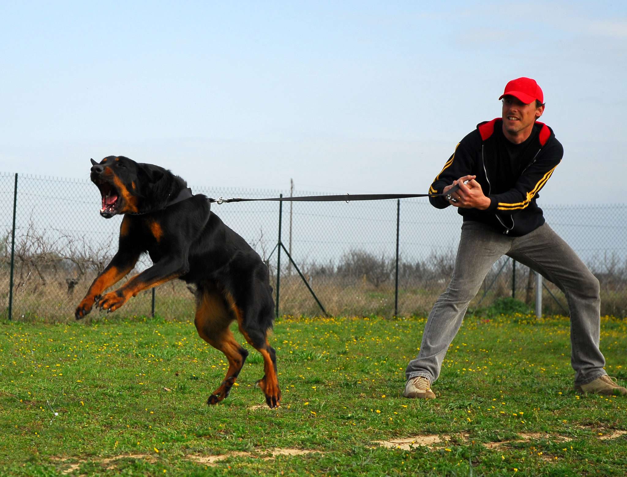 Reducing Your Dog's Leash Reactivity 3 leash argo