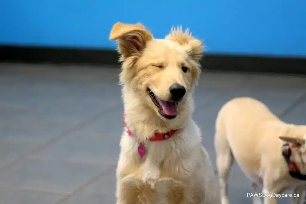 Happy Dog at Dog Daycare