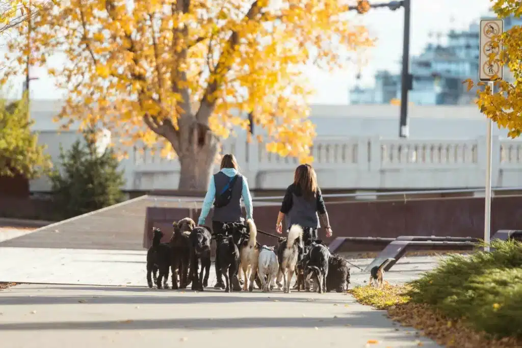 Calgary Dog Walking