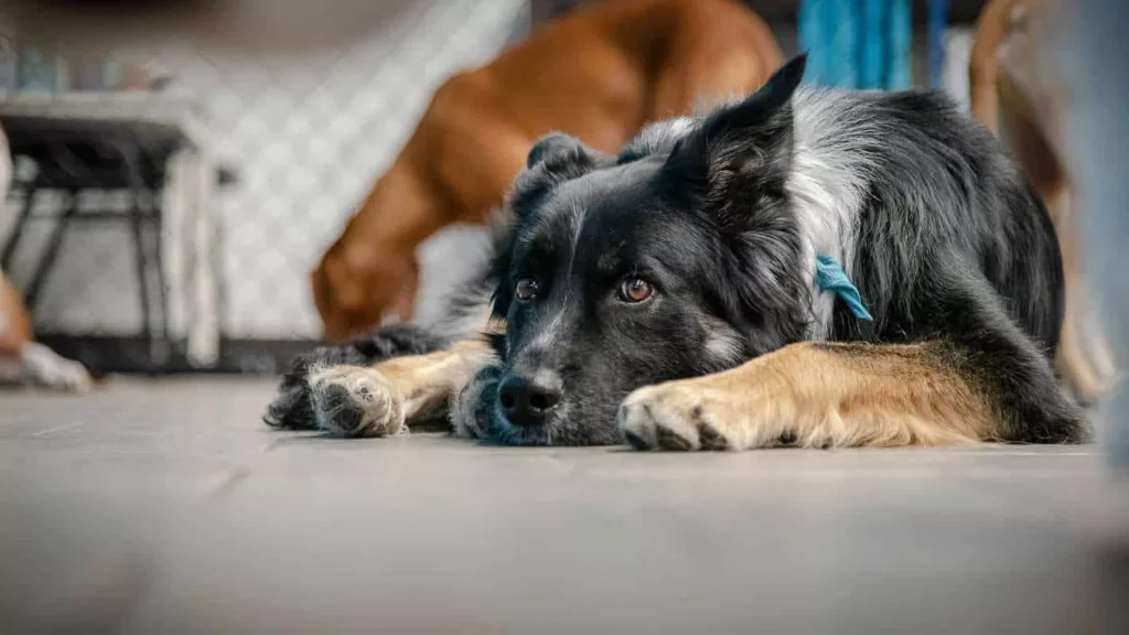 Calgary Dog Resting