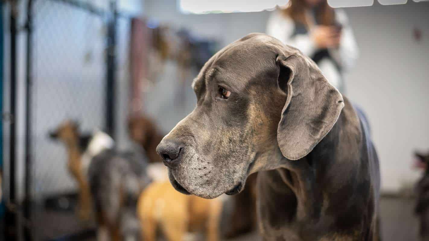 Where the goodest doggos and puppers go PAWS Dog Daycare