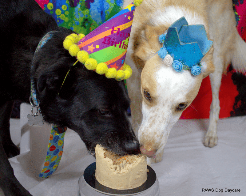 Rated E for Every Dog PAWS Dog Daycare