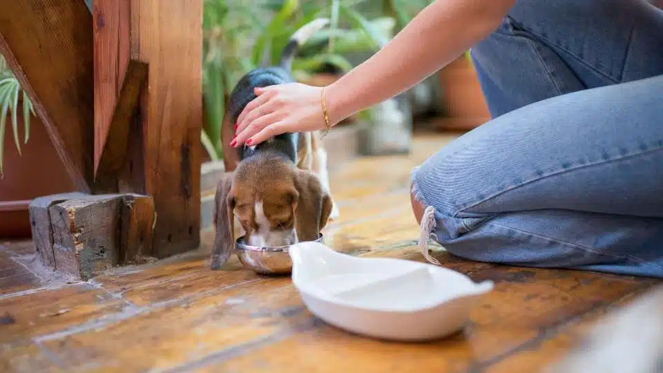 Calgary Pet Sitting Rates 6 Image