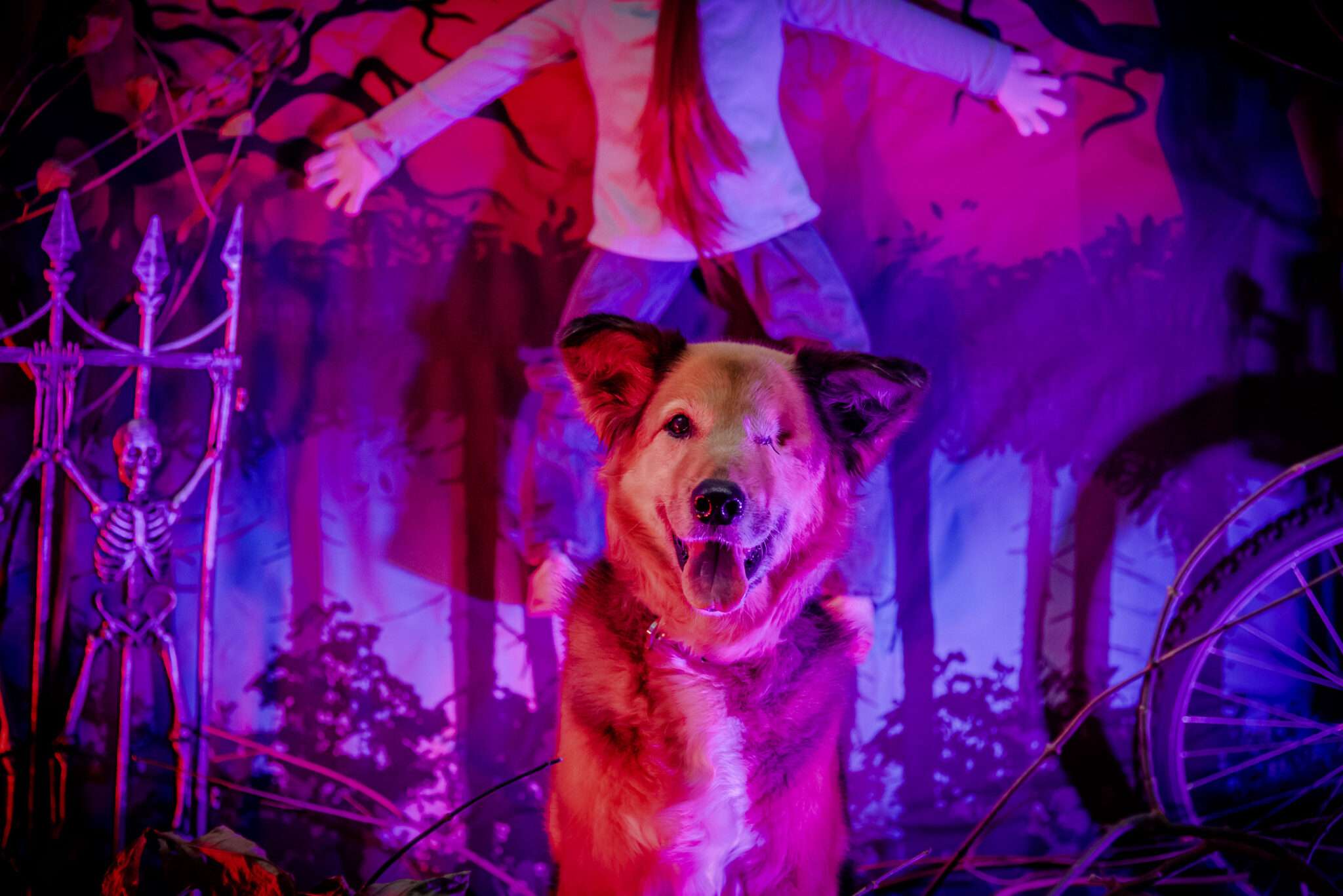 Where the goodest puppers and doggos go PAWS Dog Daycare