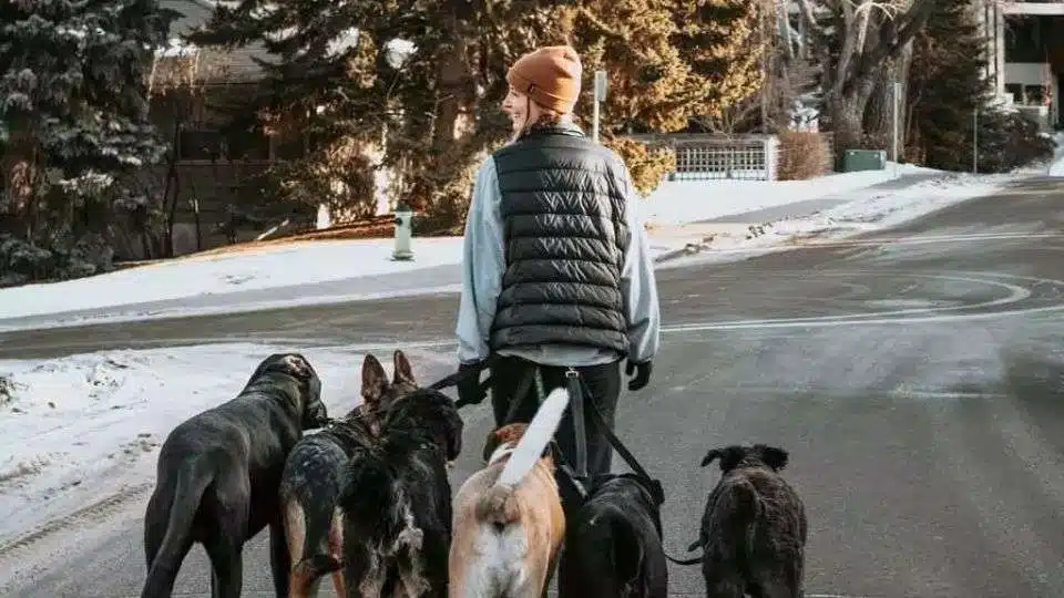 Top 10 Calgary Doggie Daycare Prices What you need to know.