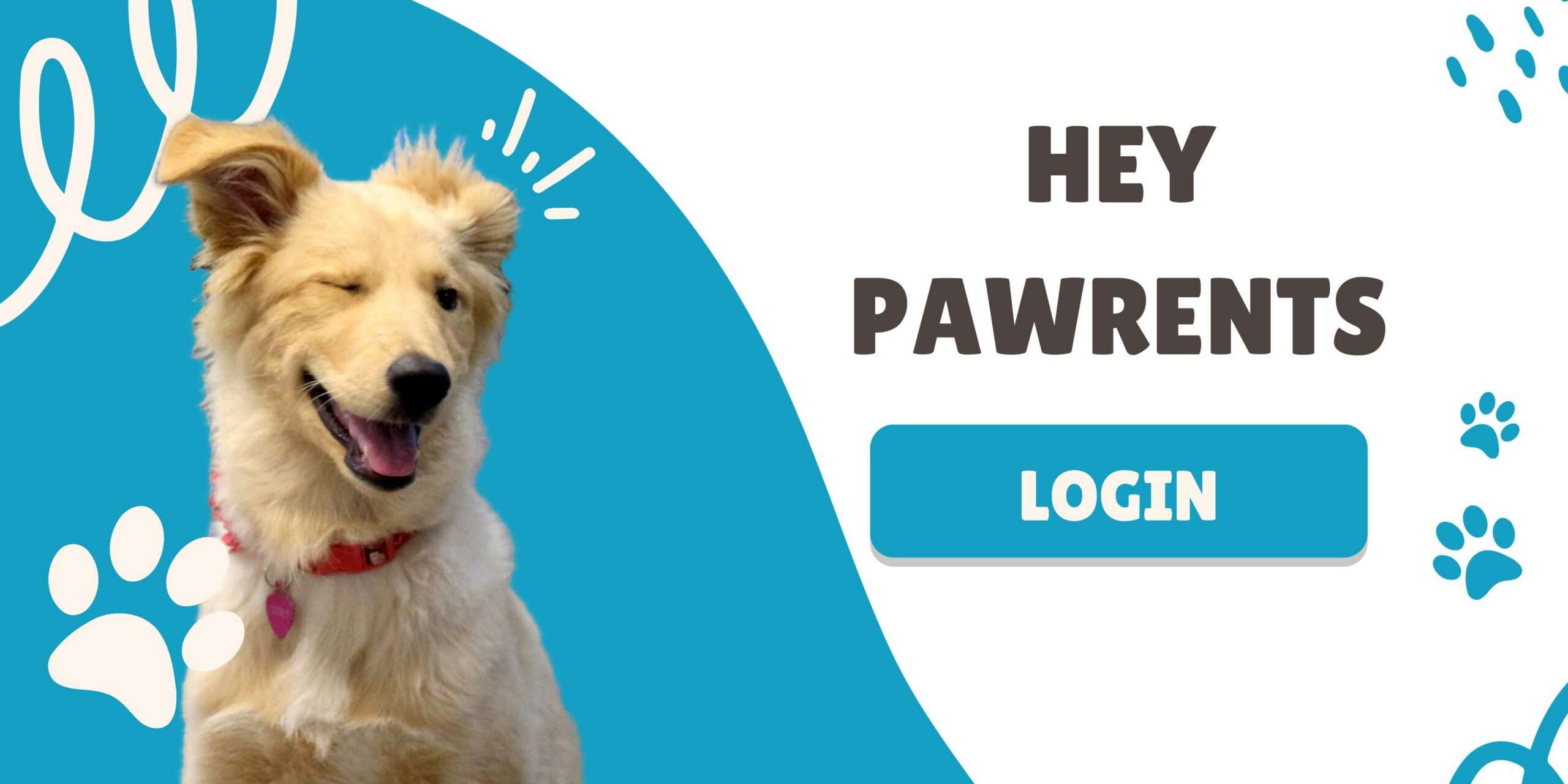 Rated E for Every Dog PAWS Dog Daycare