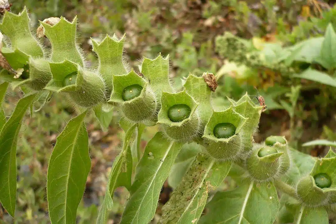 Black Henbane in Alberta: An Invasive, Noxious Weed on the Prowl 3 Image