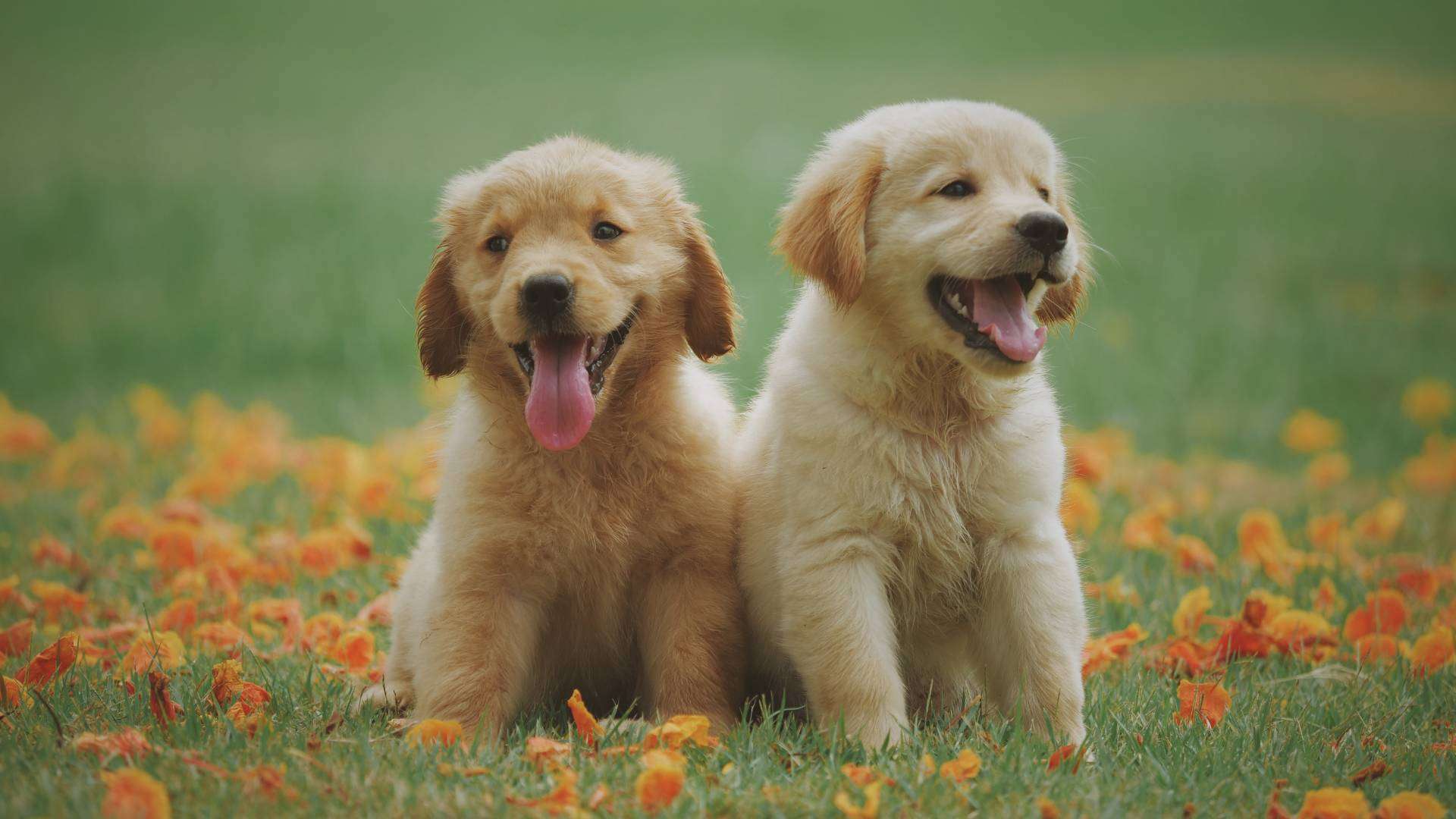 Puppies