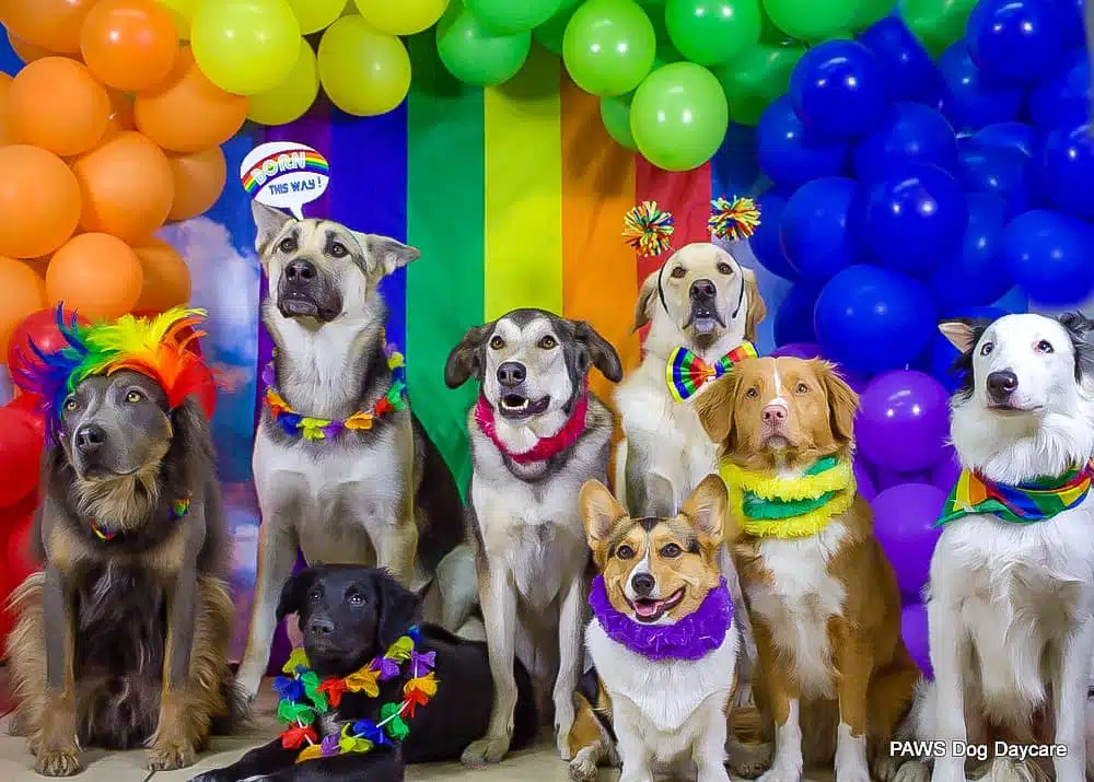 Dog Daycare Rates & Info PAWS Dog Daycare Calgary