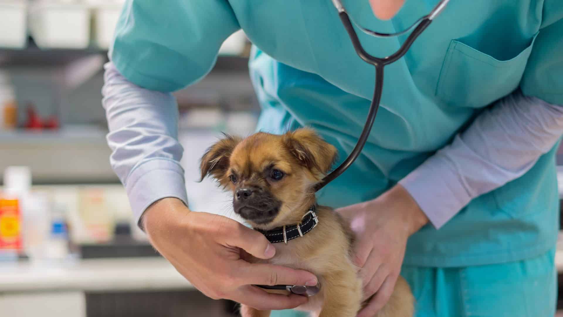 Puppy at the vet