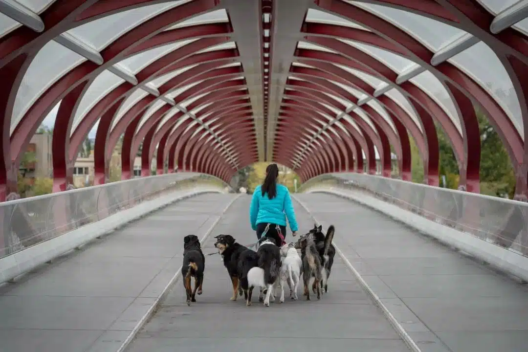 PAWS Dog Daycare Calgary