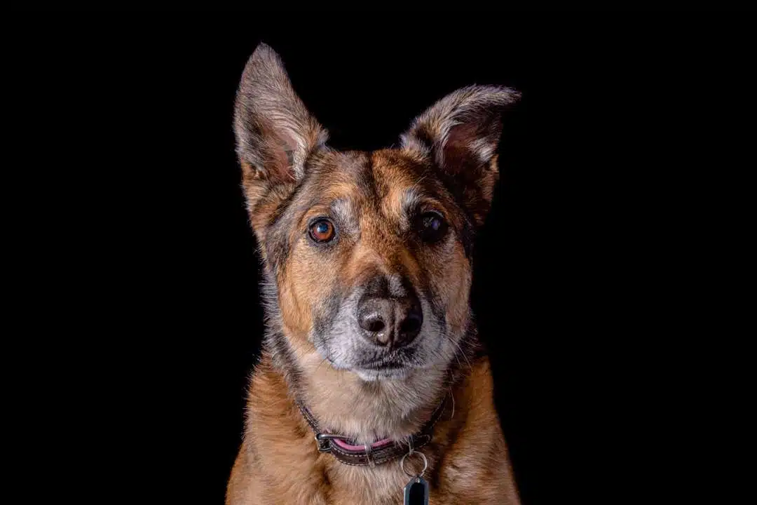 Calgary's Most Respected Dog Daycare | PAWS Dog Daycare Calgary 6 Calgary Professional Pet Photographer