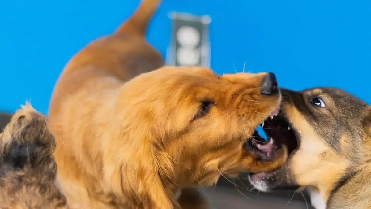 Calgary's Most Respected Dog Daycare | PAWS Dog Daycare Calgary 2 Dog Daycare for Puppies in Calgary