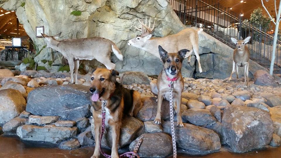 Bass Pro Shops: The Pet Friendly Destination Your Dog Wants You to Know