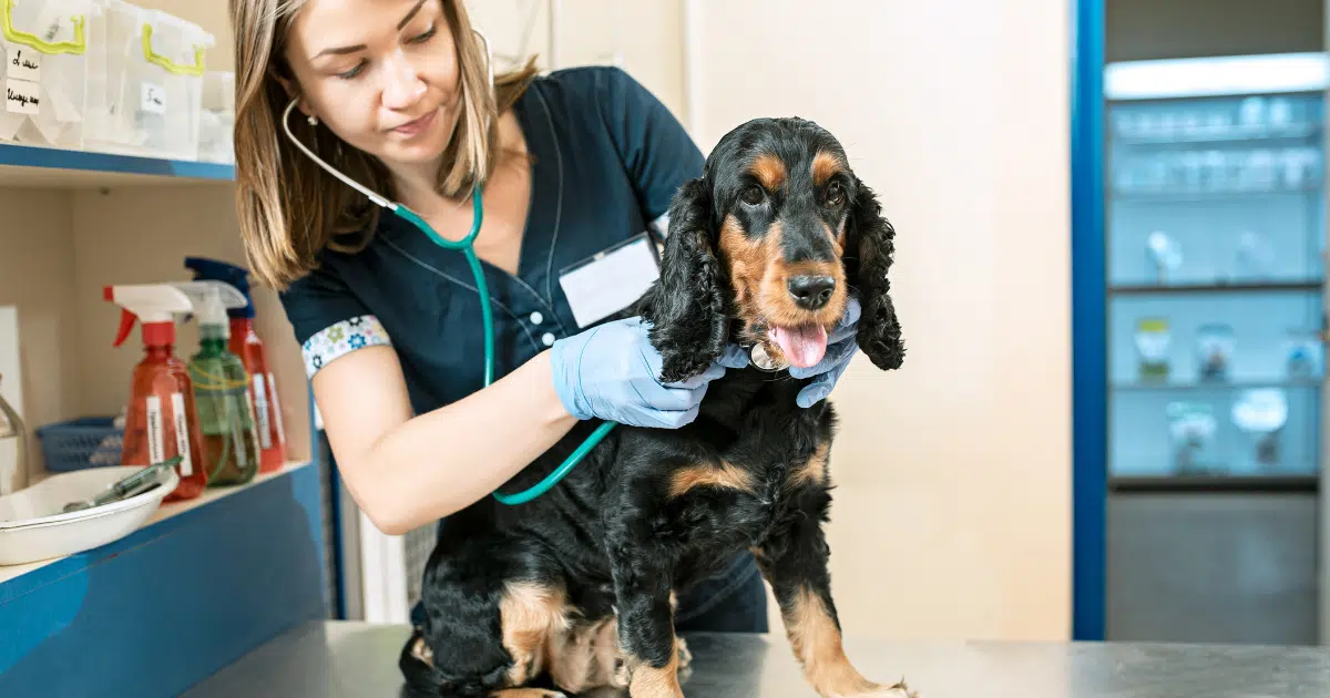 2024 Dog Vaccinations Cost: What Calgary Dog Owners Need To Know 3 Image