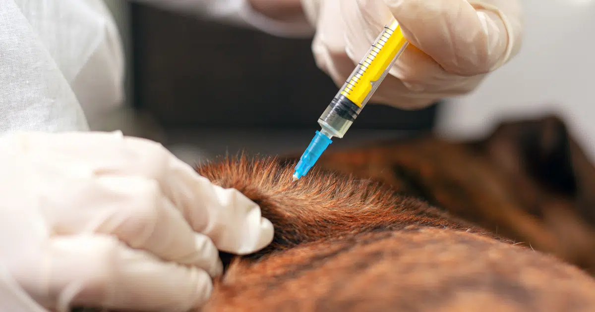 2024 Dog Vaccinations Cost: What Calgary Dog Owners Need To Know 2 dog vaccinations cost