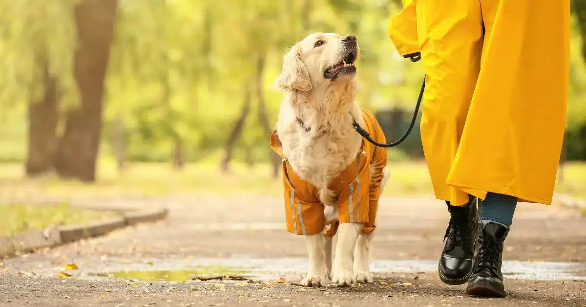 Calgary Dog Owners