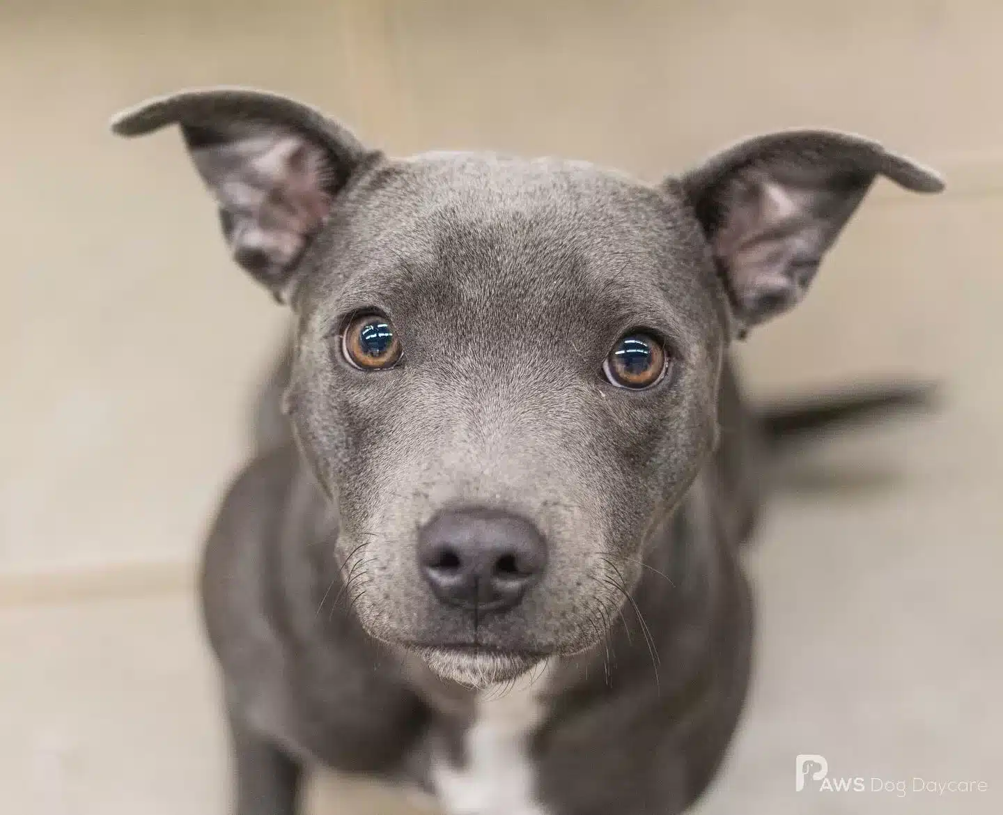 Calgary Pet Friendly Guide 15 Google Maps