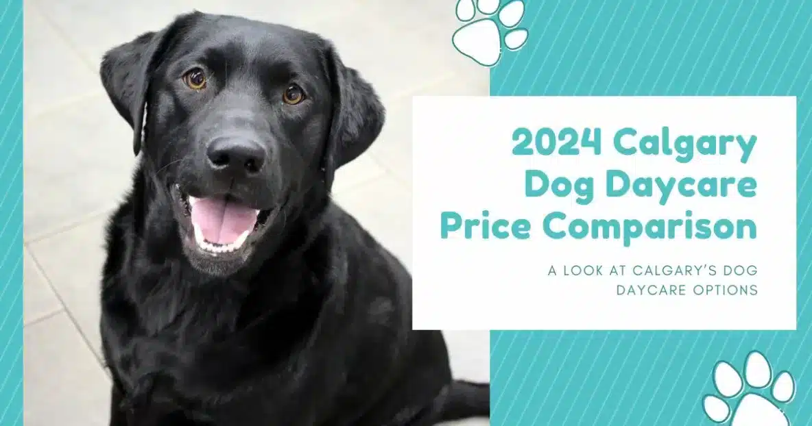 2024 Calgary Dog Daycare Price