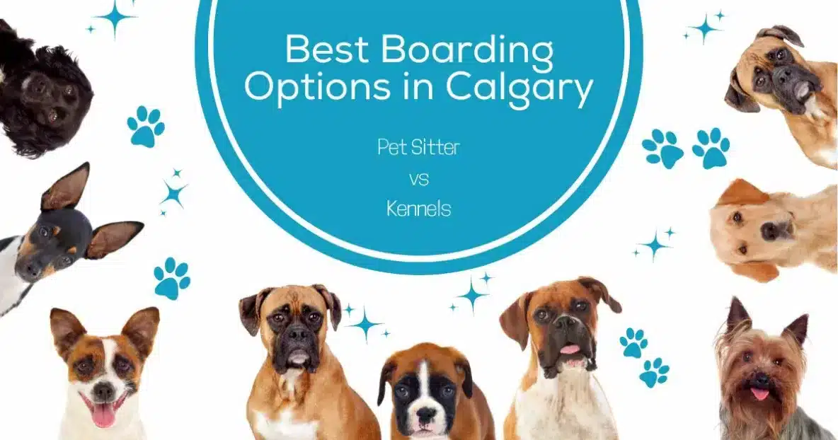 boarding options calgary