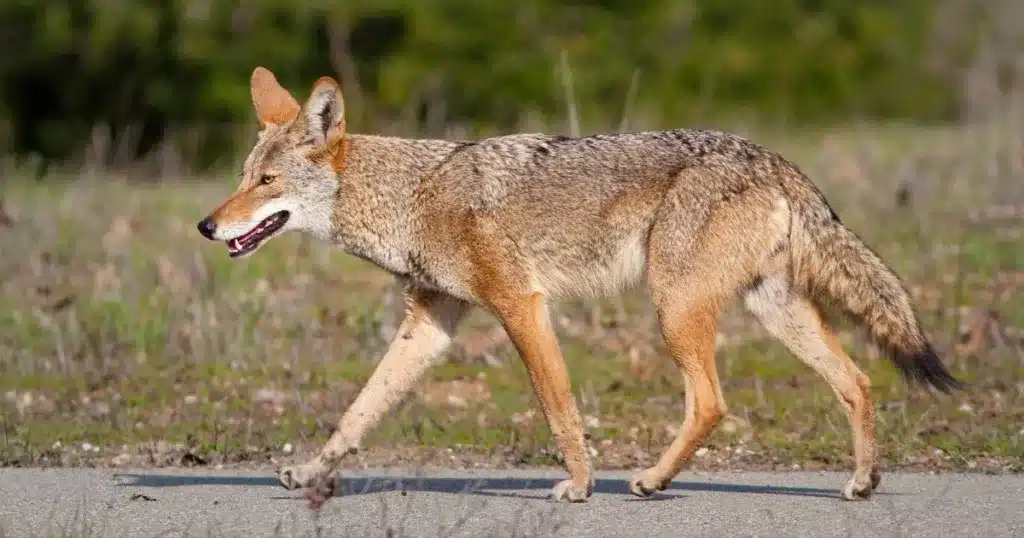 Coyotes